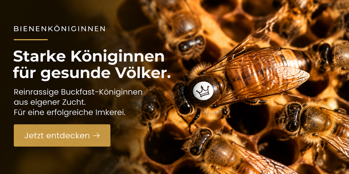 Buckfast Königin DZO auf Wabe